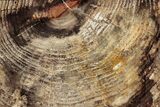 Polished Petrified Wood Round - McDermitt, Oregon #282962-1